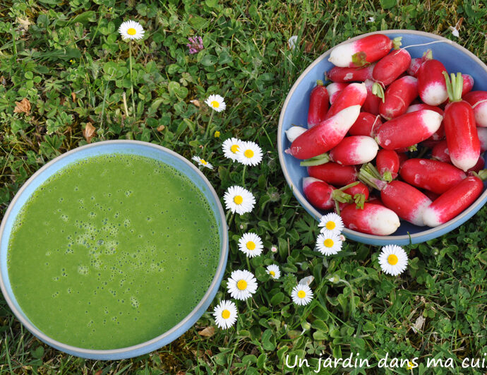 velouté de fanes de radis