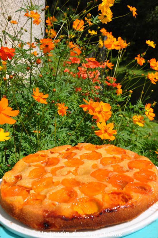 gâteau renversé aux abricots