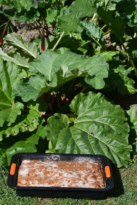 gâteau familial rhubarbe framboises