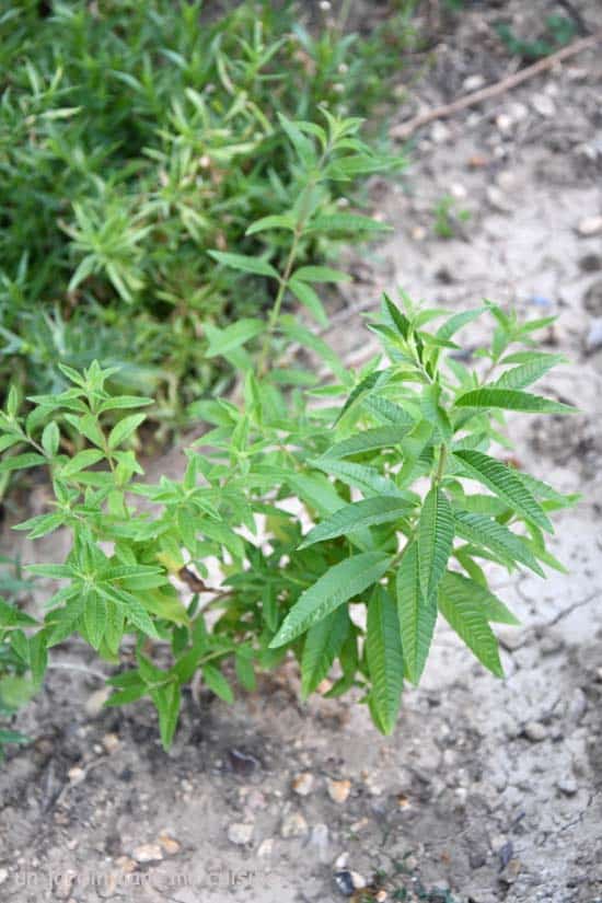 sablés verveine citron
